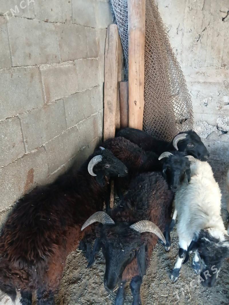 Goyun Garkol - Garadamak Şor - img 4