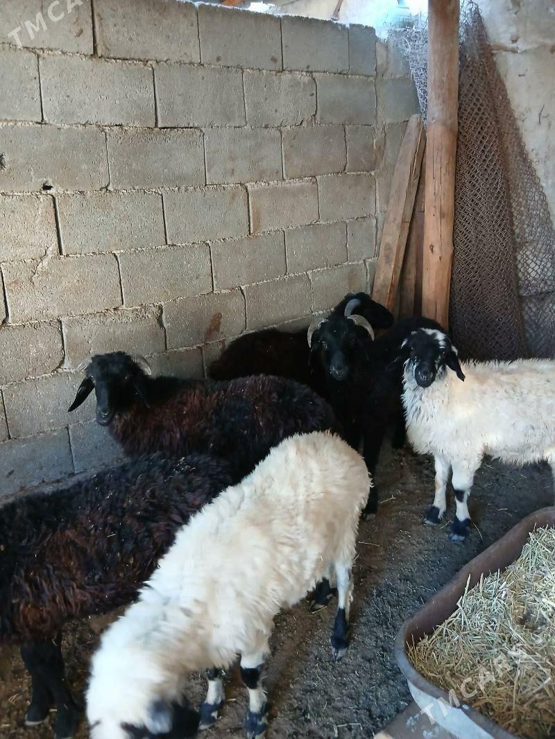 Goyun Garkol - Garadamak Şor - img 6