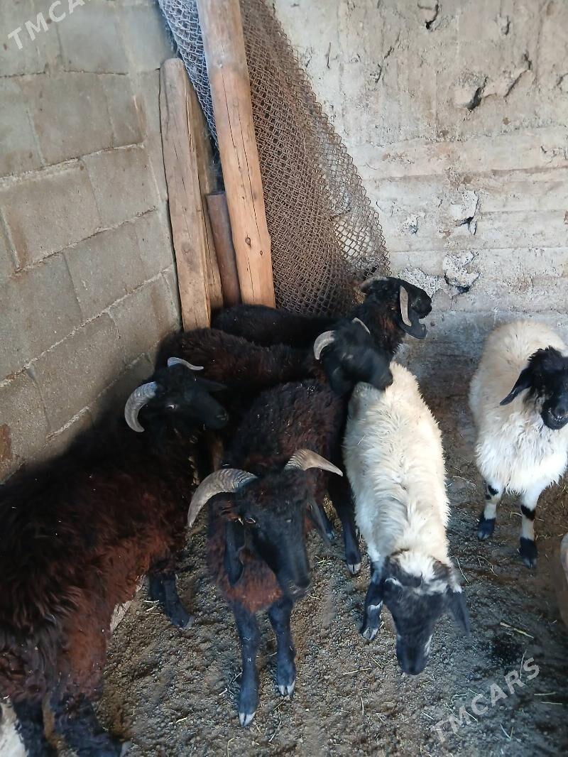 Goyun Garkol - Garadamak Şor - img 2