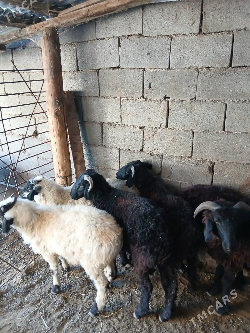 Goyun Garkol - Garadamak Şor - img 1