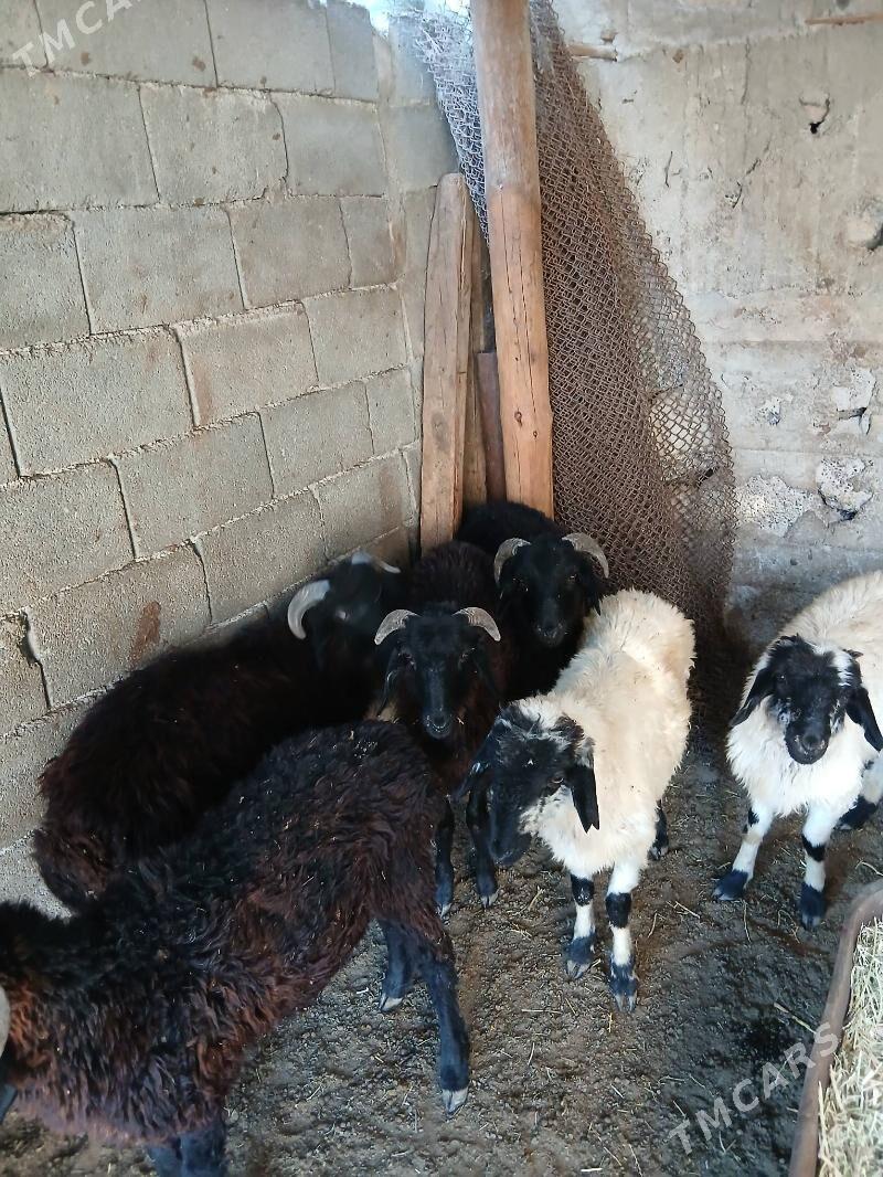 Goyun Garkol - Garadamak Şor - img 5