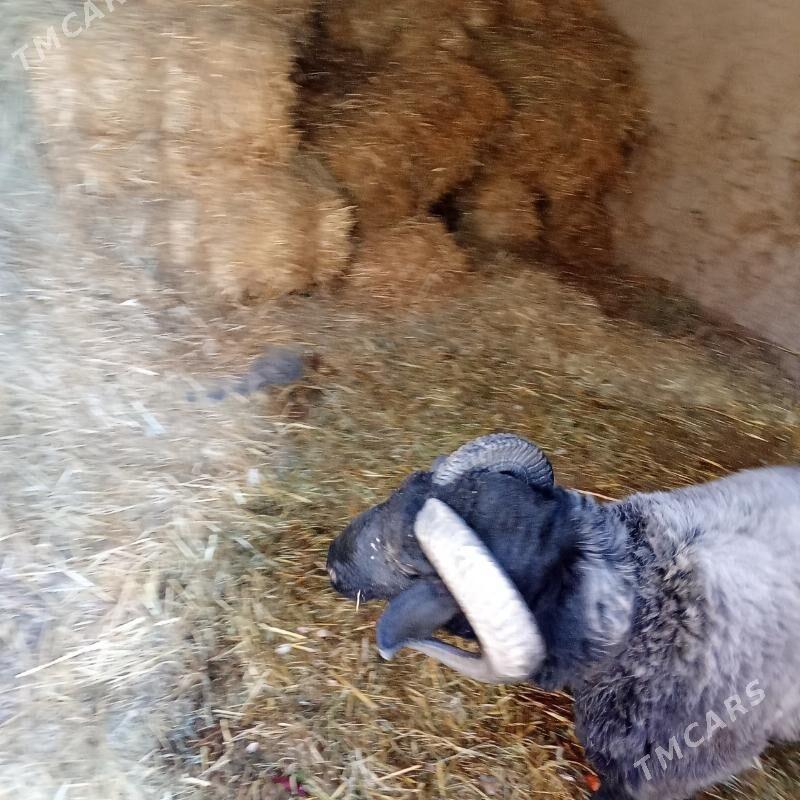 Гоч - Türkmenabat - img 3