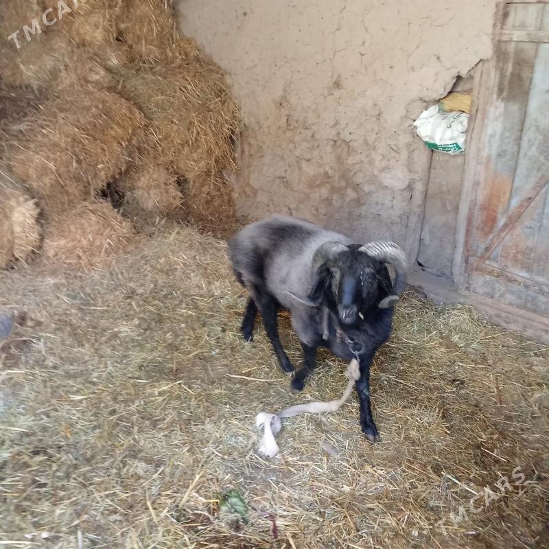 Гоч - Türkmenabat - img 5