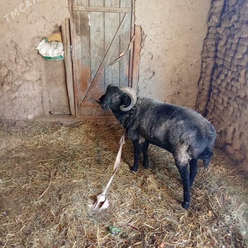 Гоч - Türkmenabat - img 4