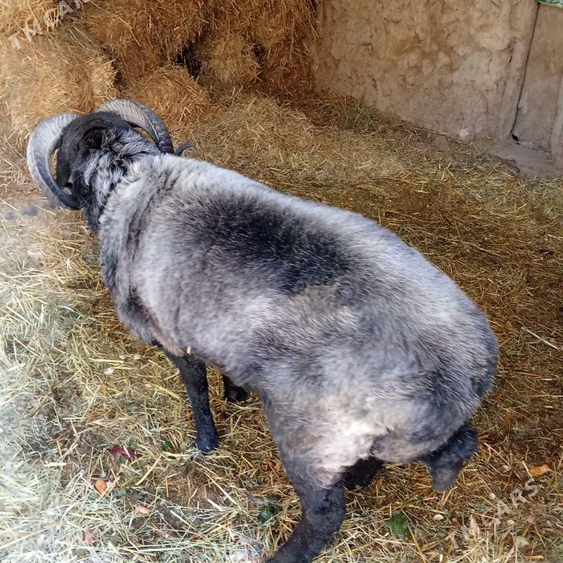 Гоч - Türkmenabat - img 2