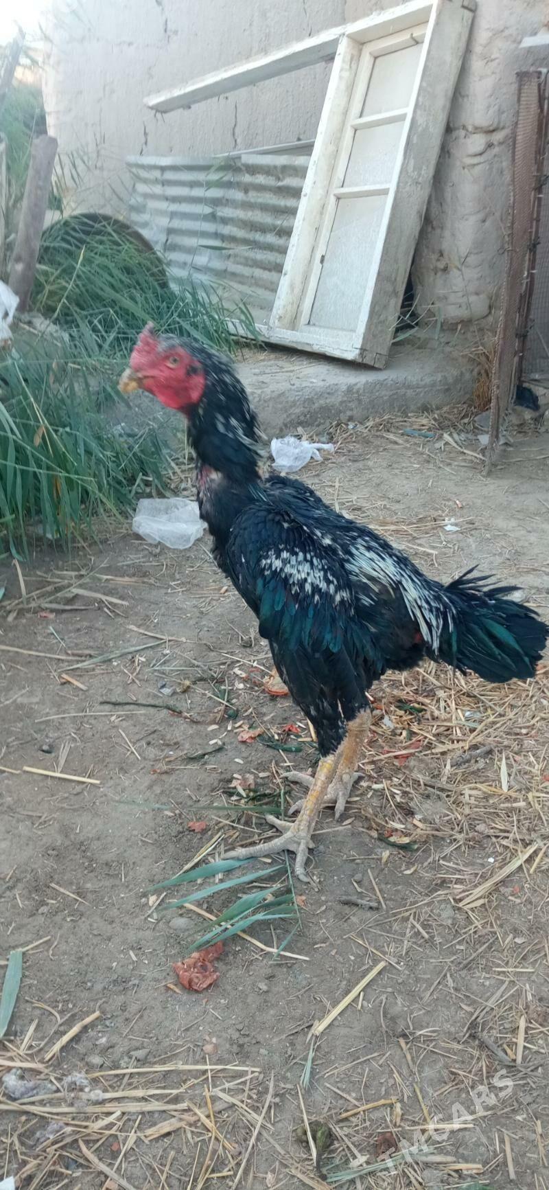 xораз - Çärjew - img 5