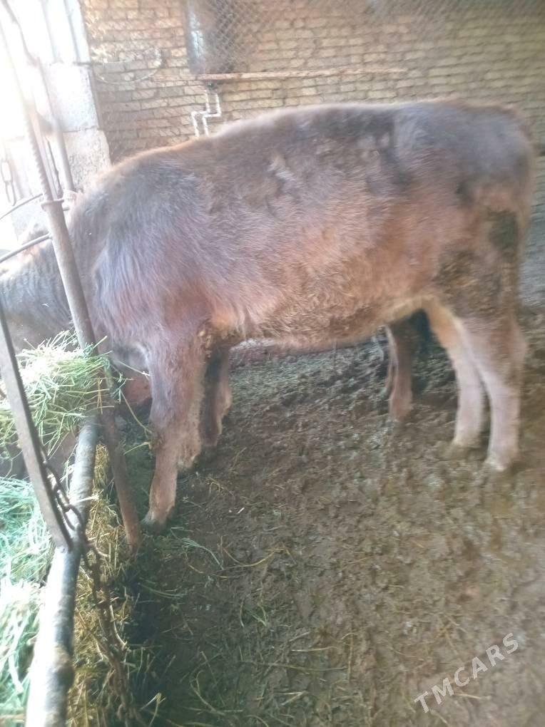 tuwe - Bagyr - img 5