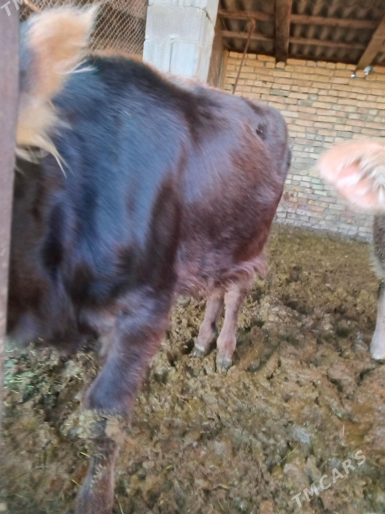 tuwe - Bagyr - img 2