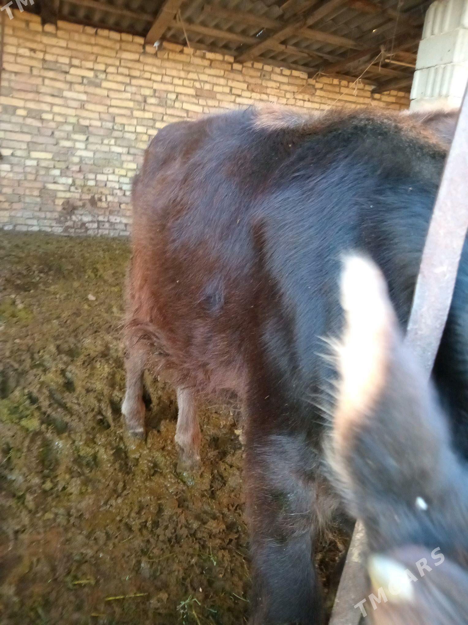 tuwe - Bagyr - img 4