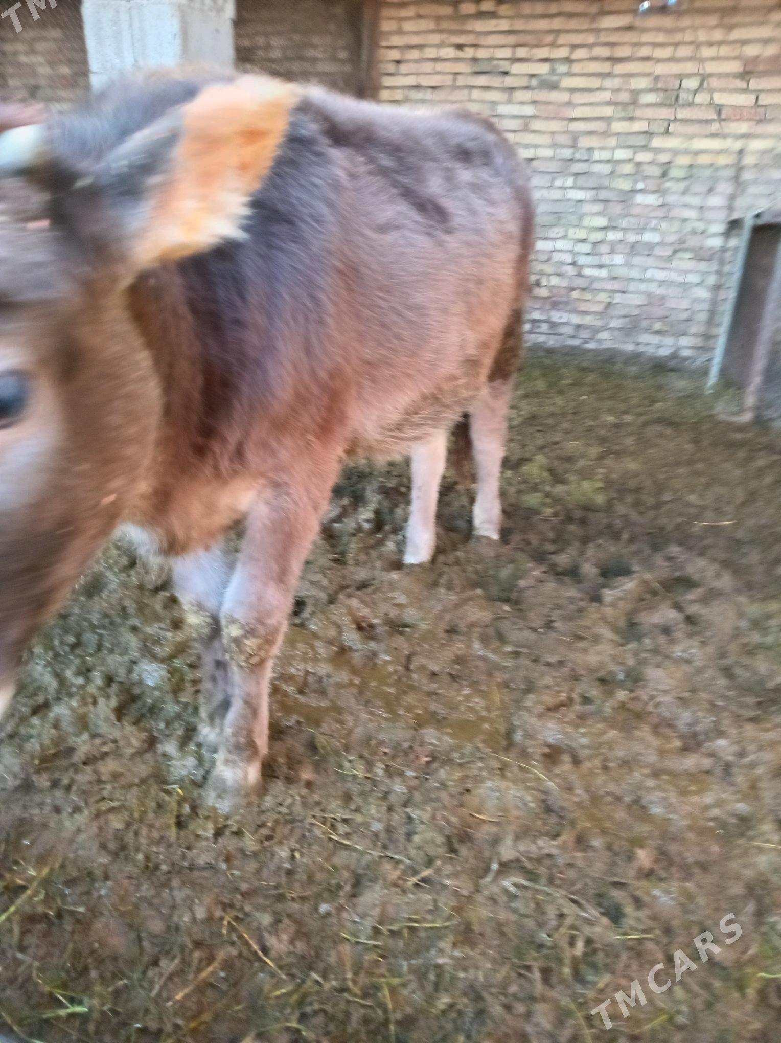 tuwe - Bagyr - img 3