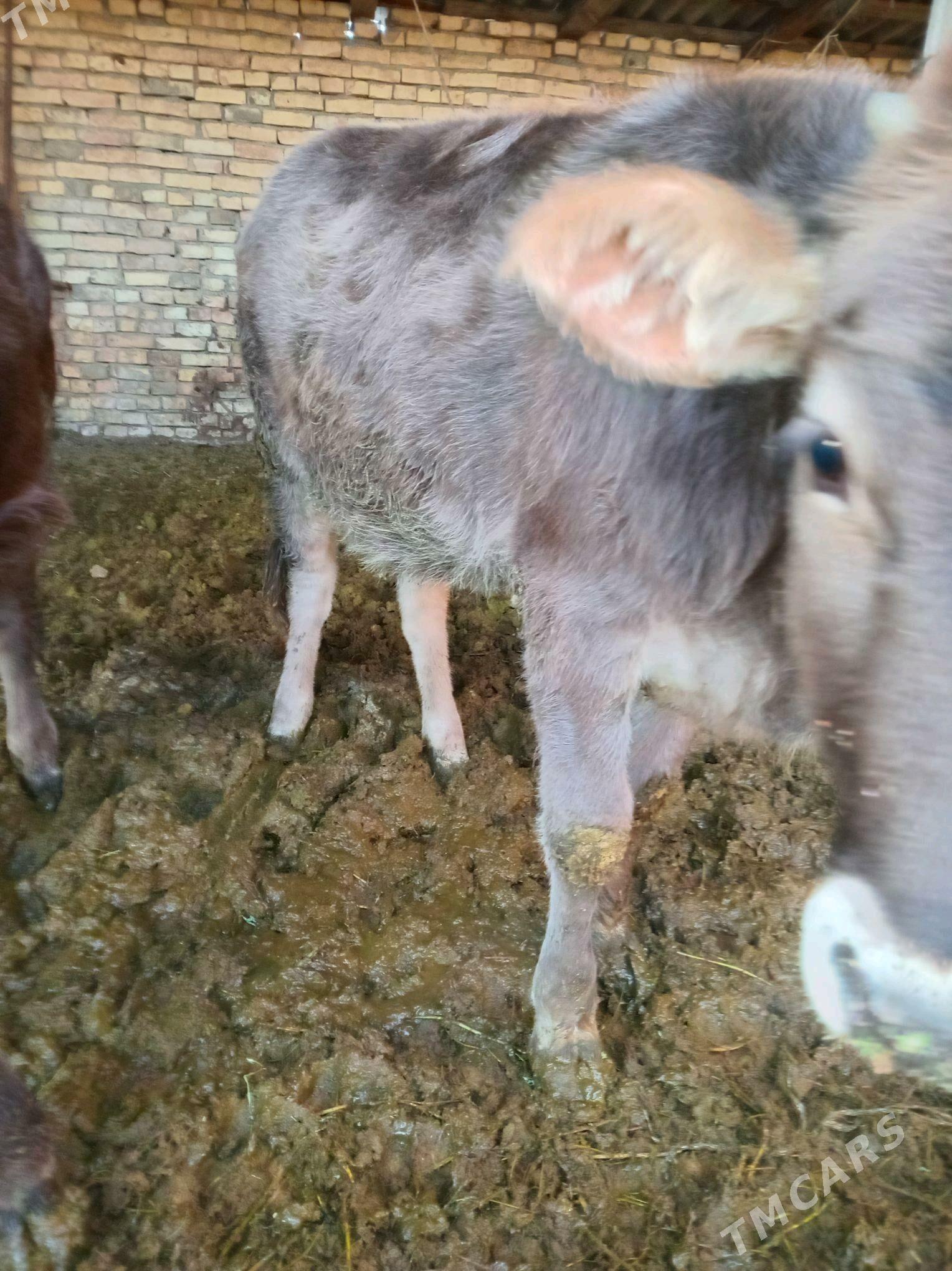 tuwe - Bagyr - img 1