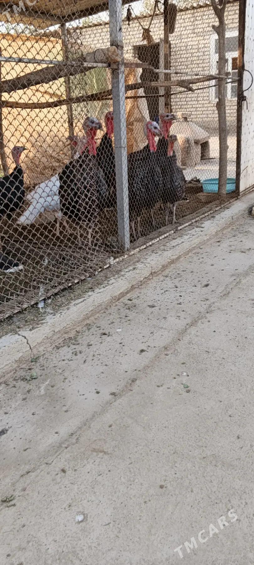 induk horaz - Babadaýhan - img 2