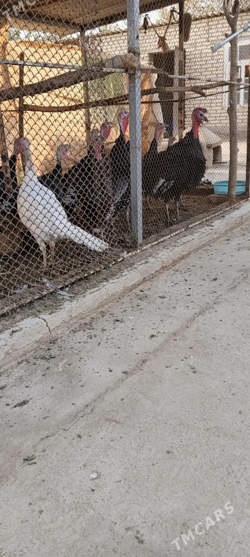 induk horaz - Babadaýhan - img 1