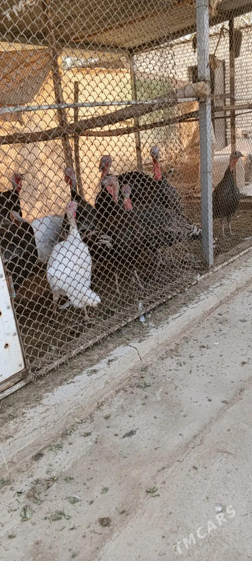 induk horaz - Babadaýhan - img 3