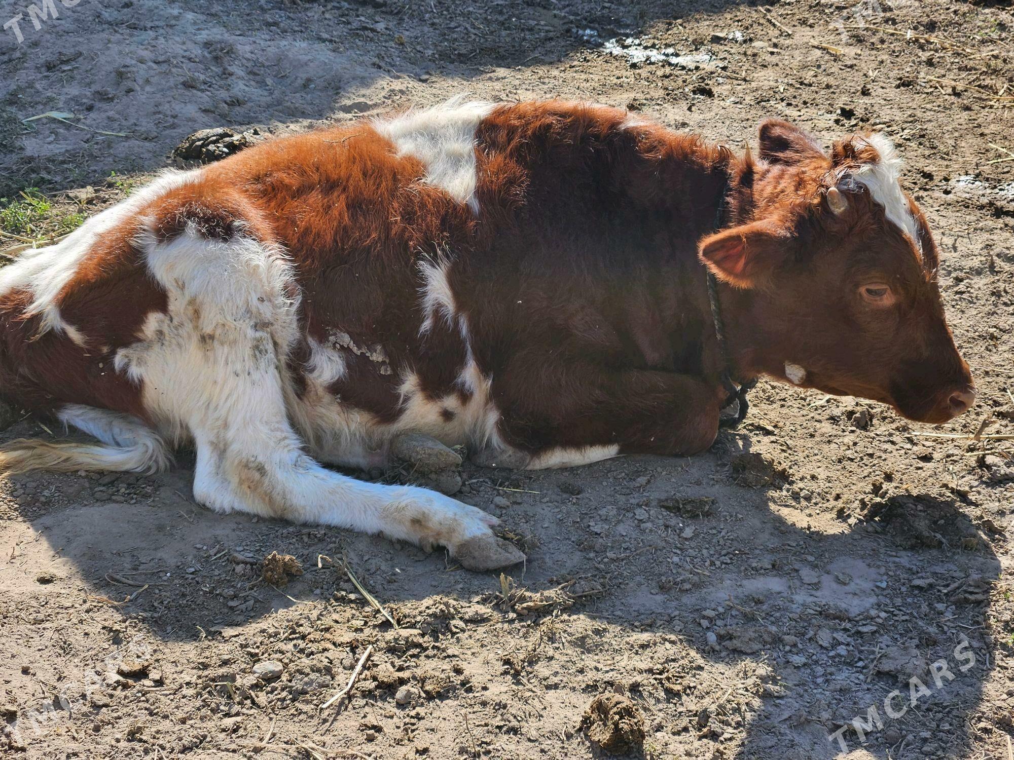 okuz - Aşgabat - img 3