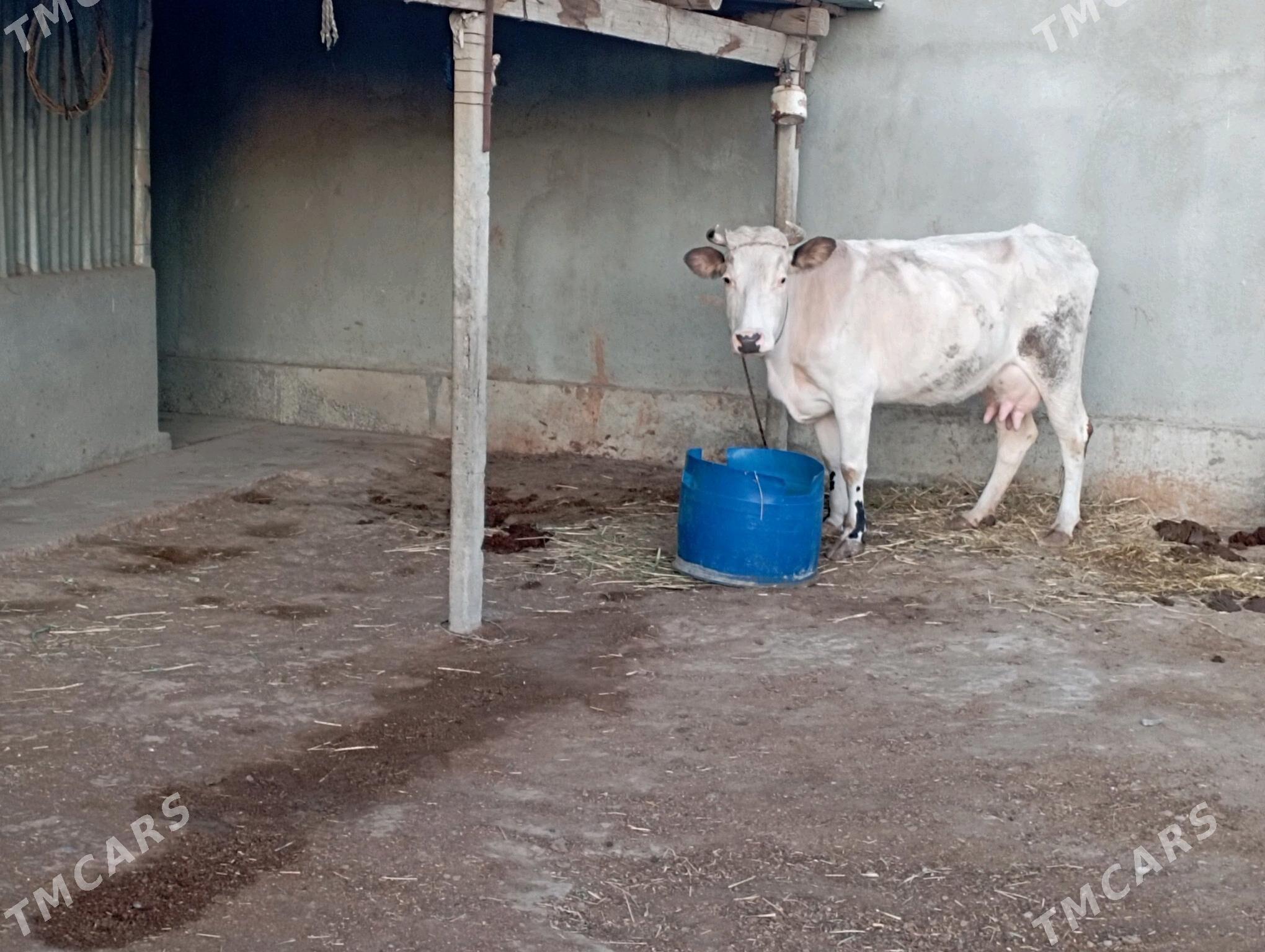 Sagylýan Sygyr - Gökdepe - img 2