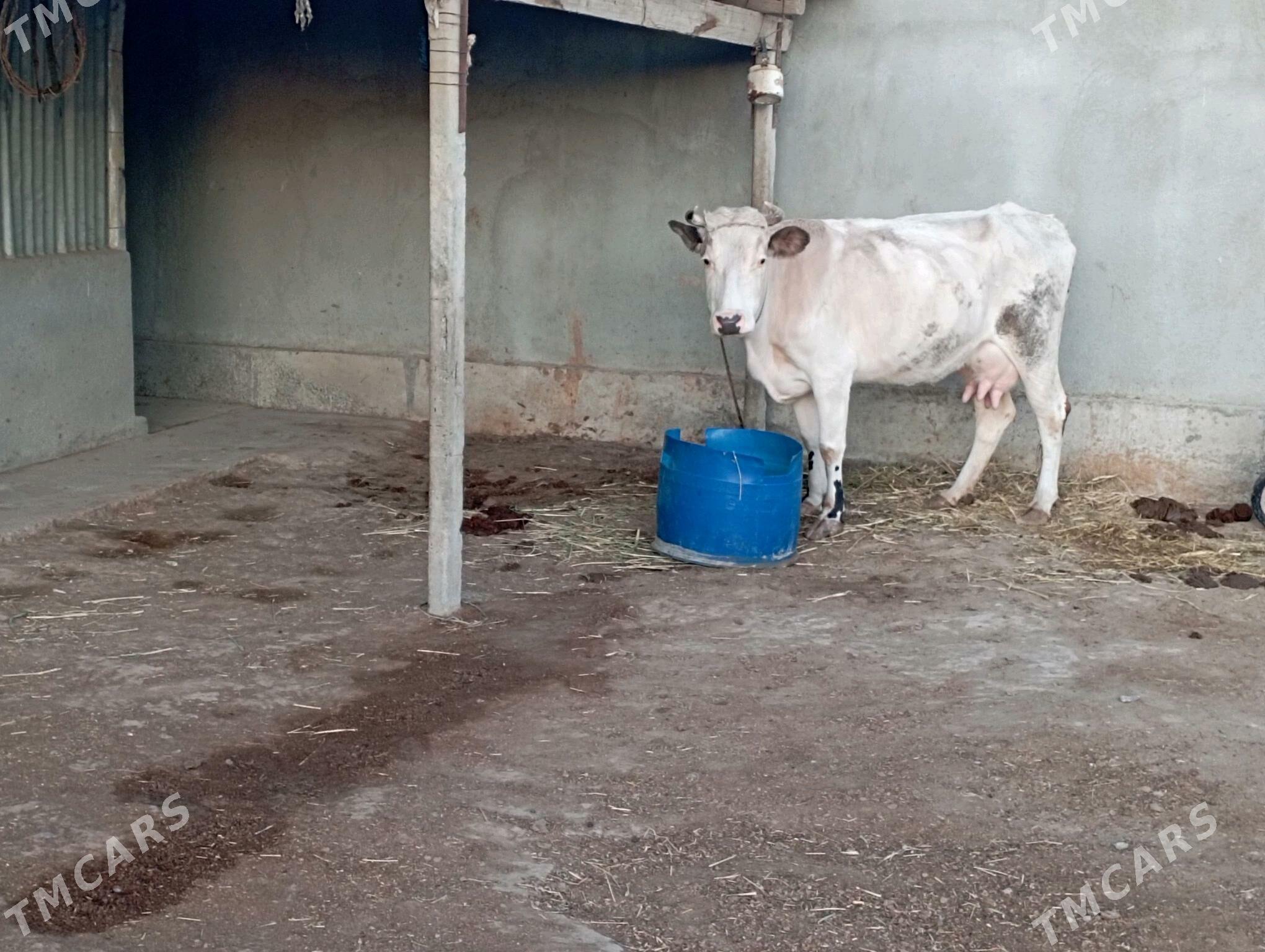 Sagylýan Sygyr - Gökdepe - img 1