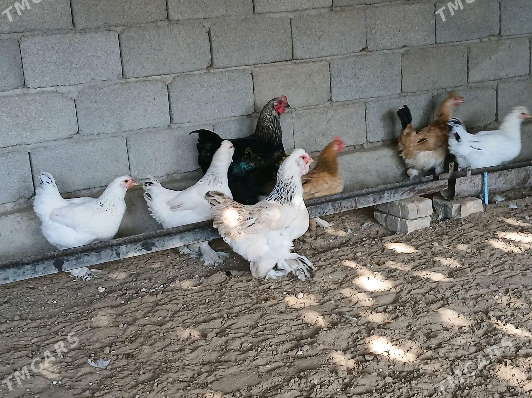 Towuk - Bagyr - img 5