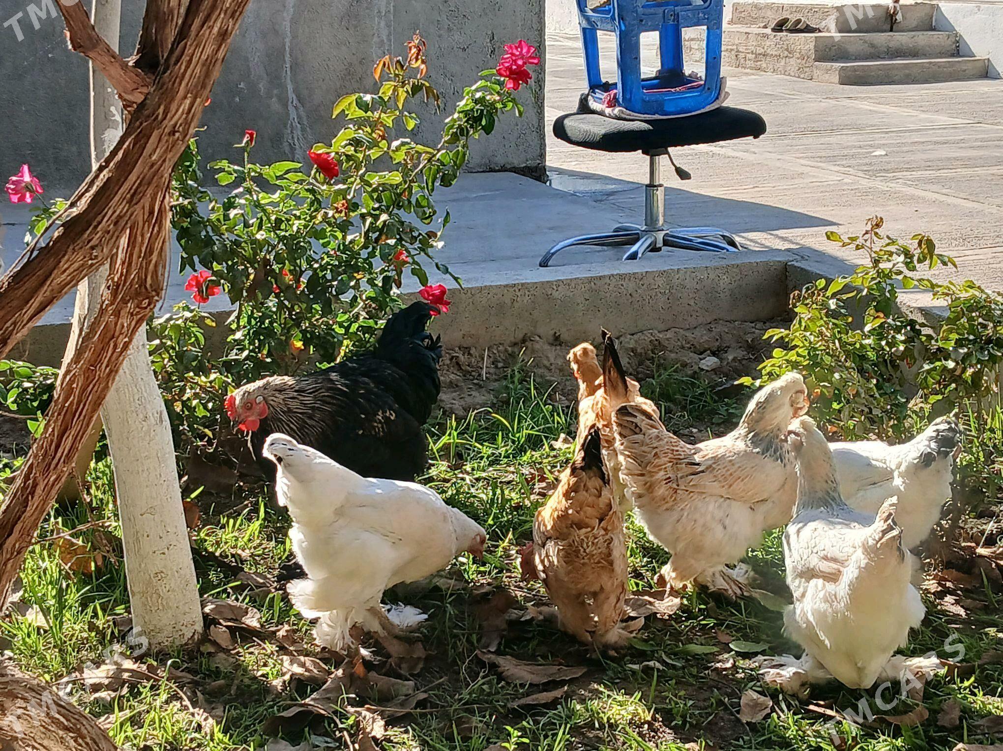 Towuk - Bagyr - img 7