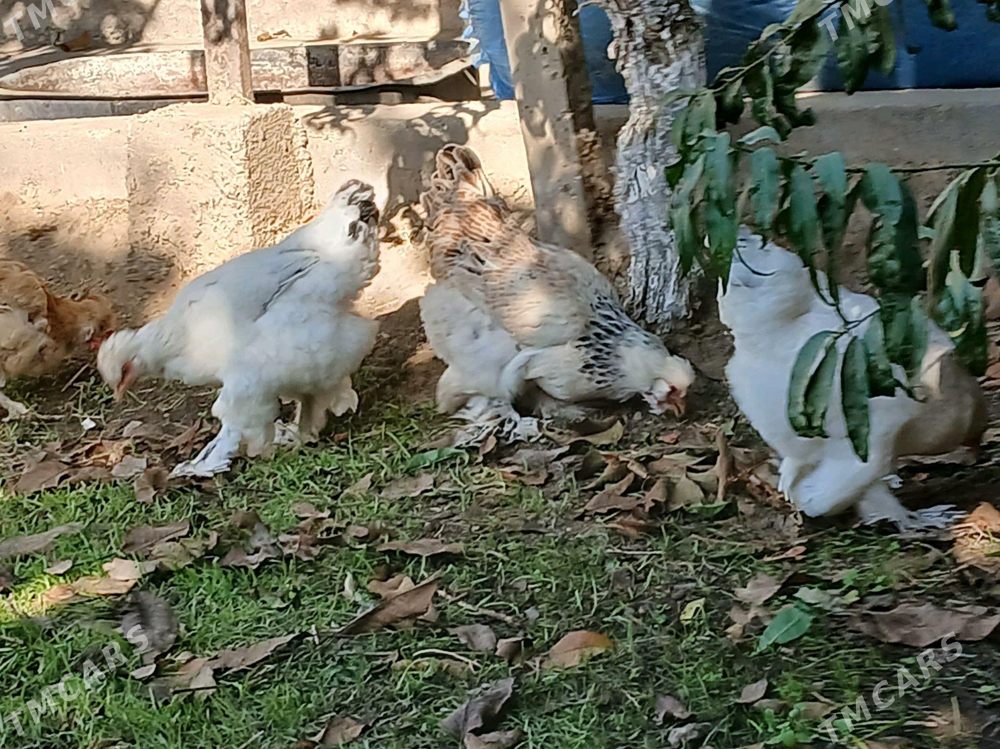 Towuk - Bagyr - img 8