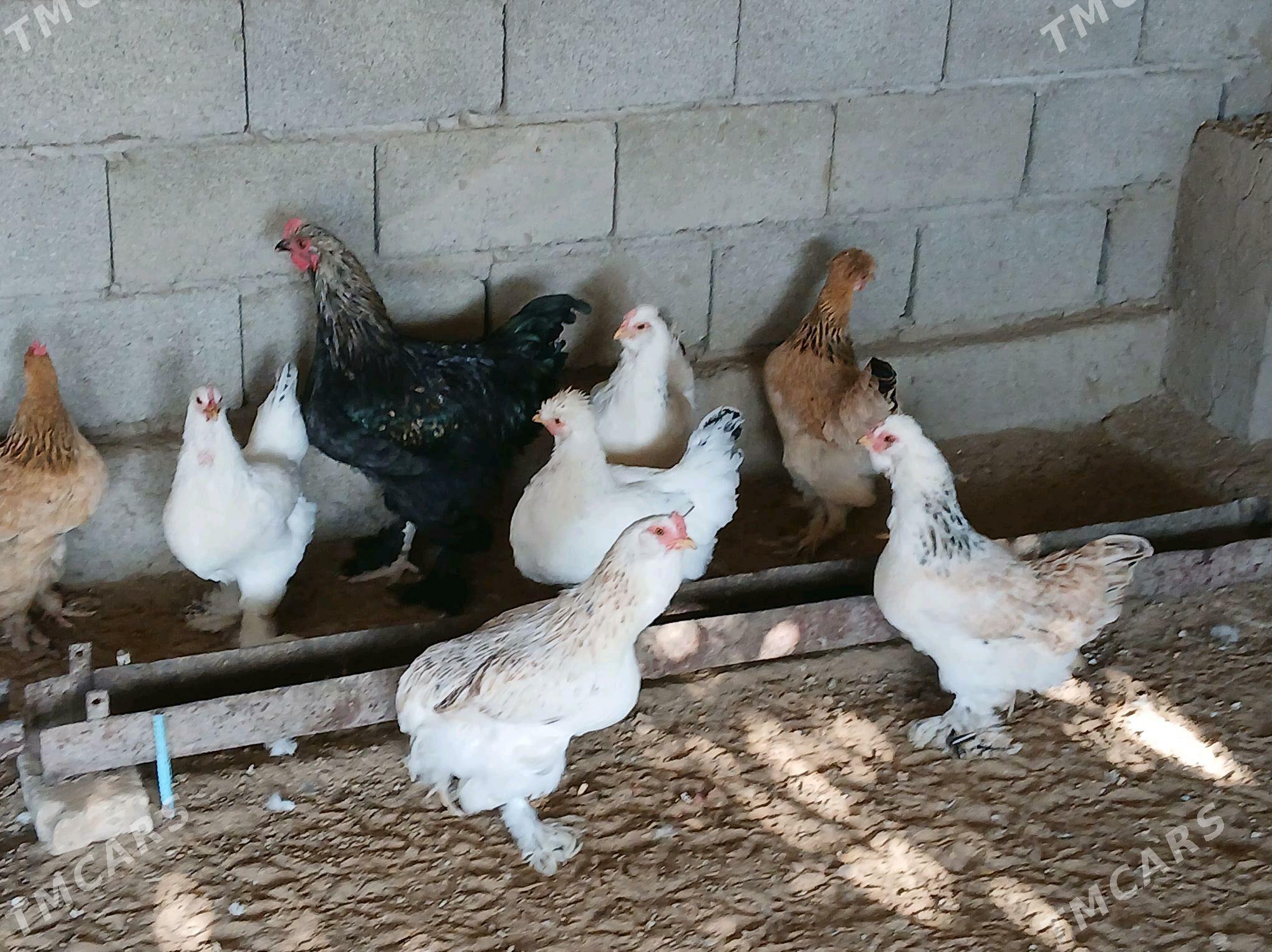 Towuk - Bagyr - img 3