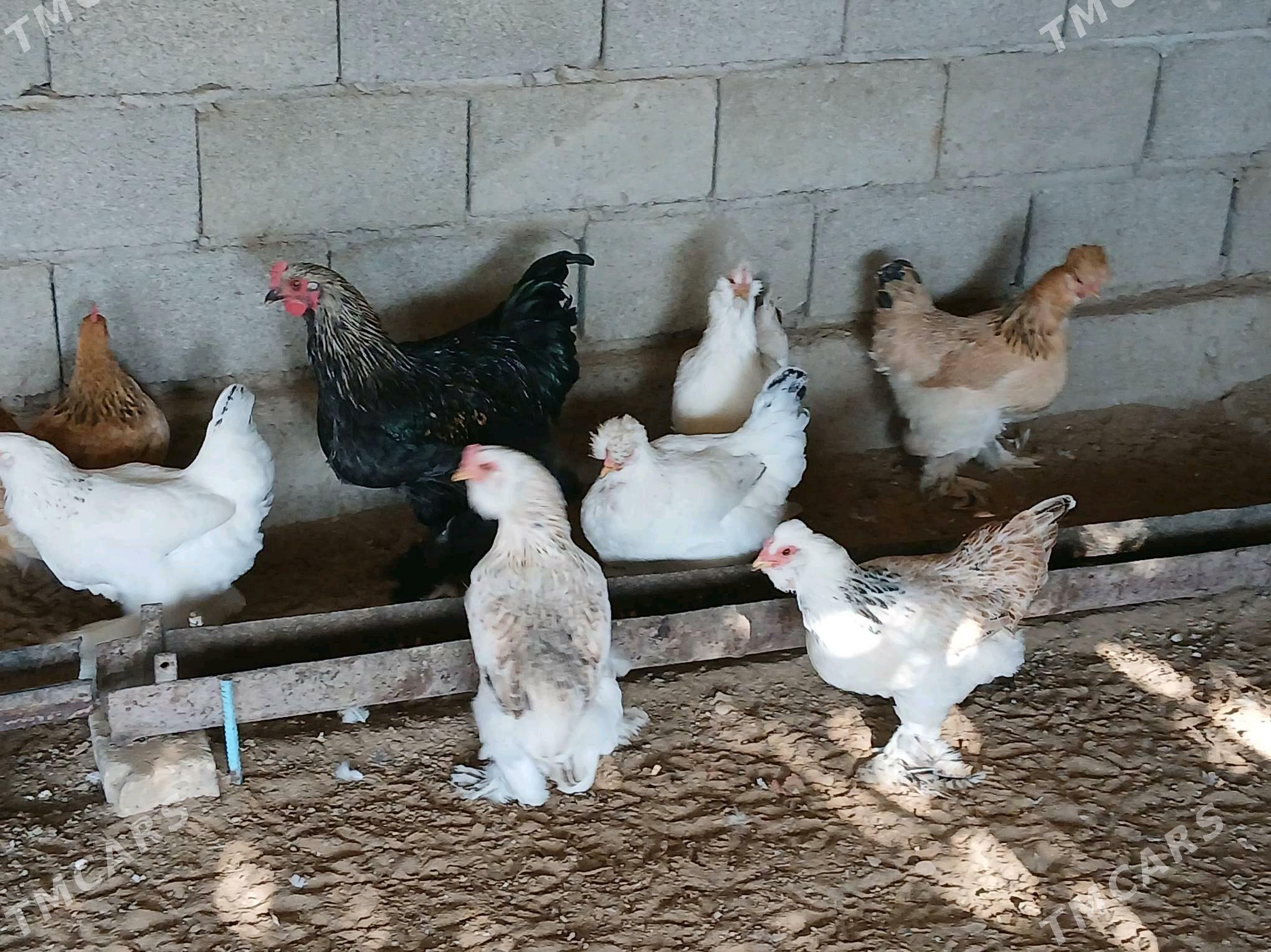 Towuk - Bagyr - img 2