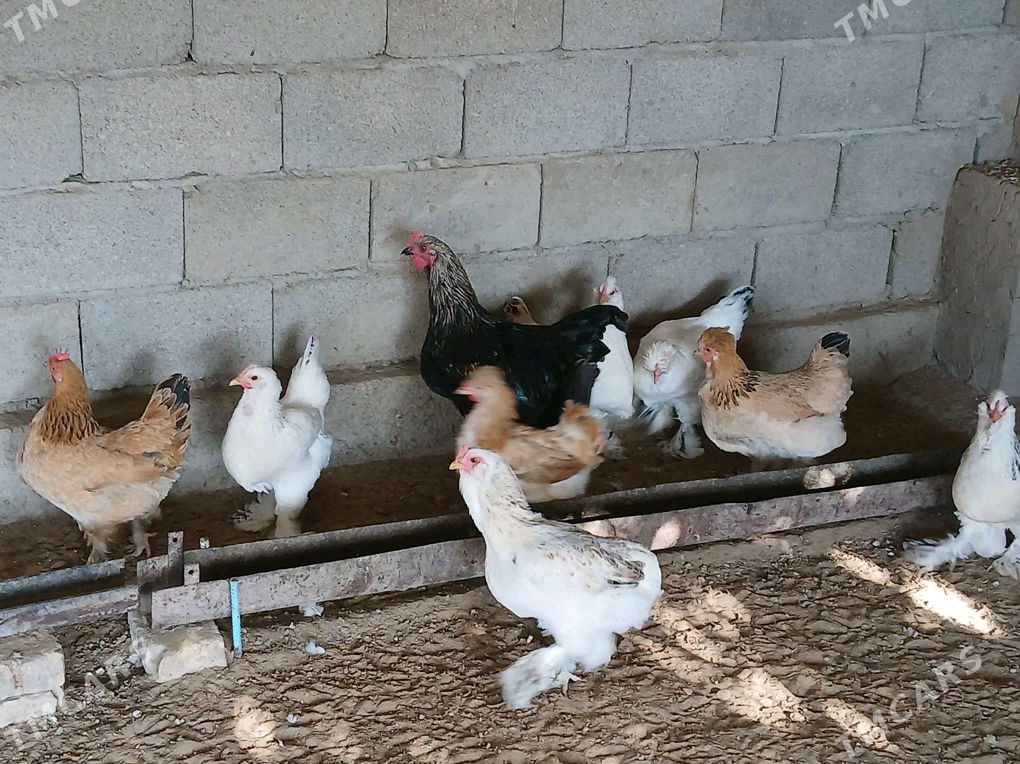 Towuk - Bagyr - img 4