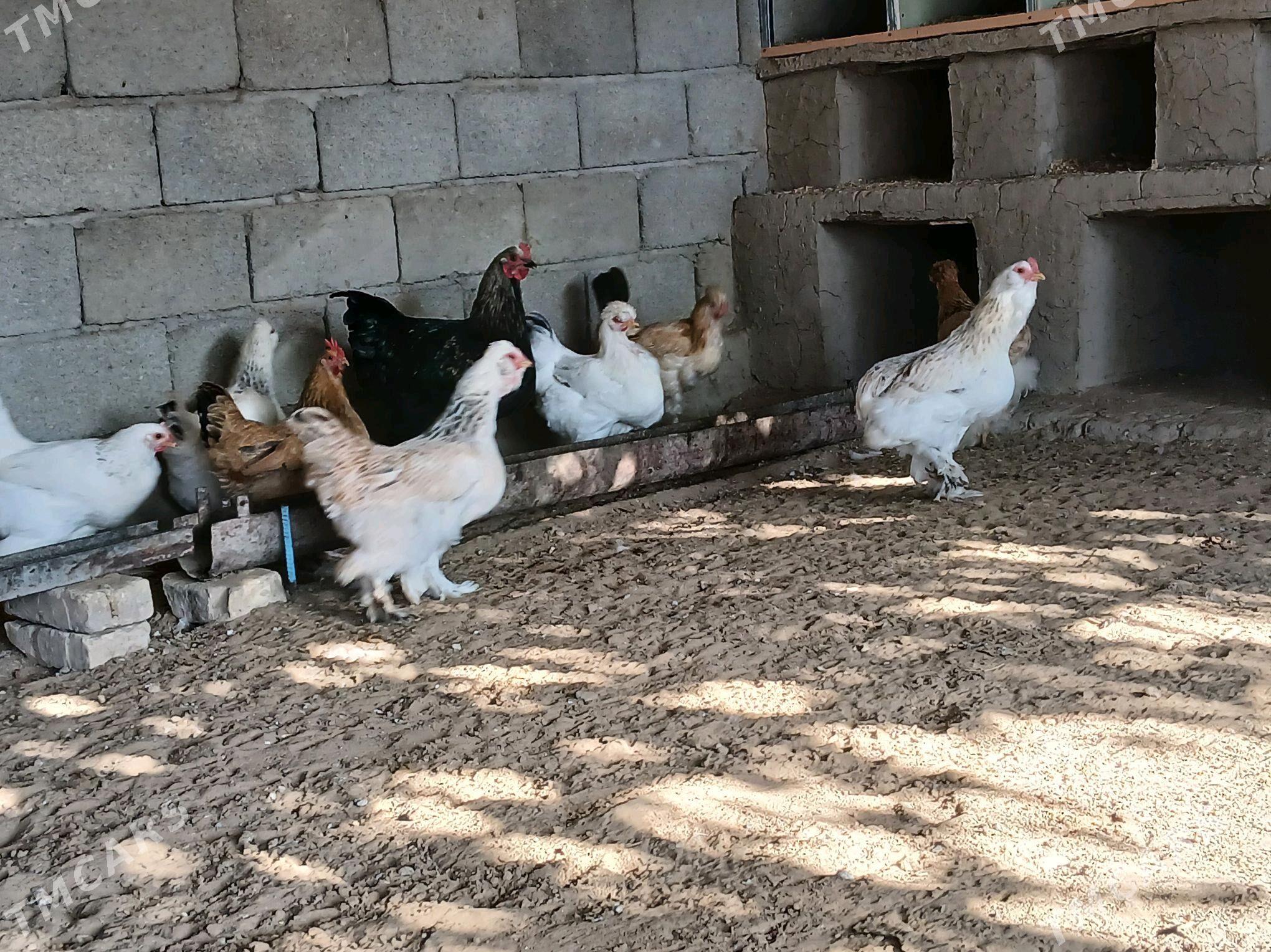 Towuk - Bagyr - img 6