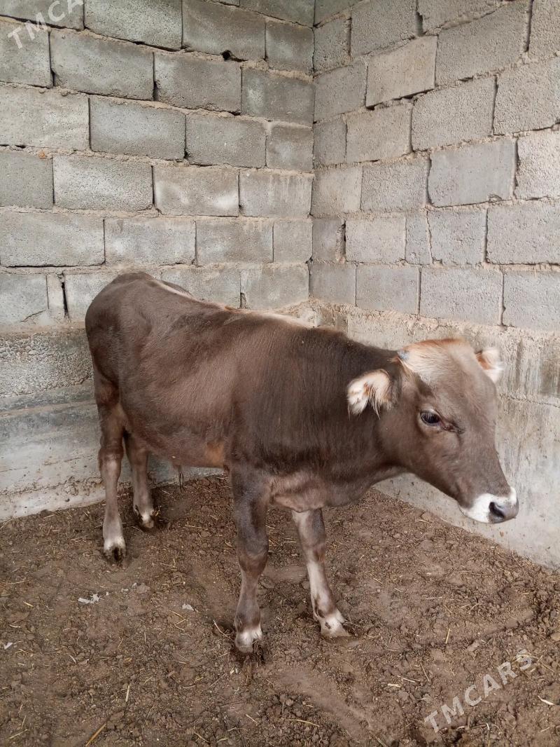 öküZ - Büzmeýin - img 1