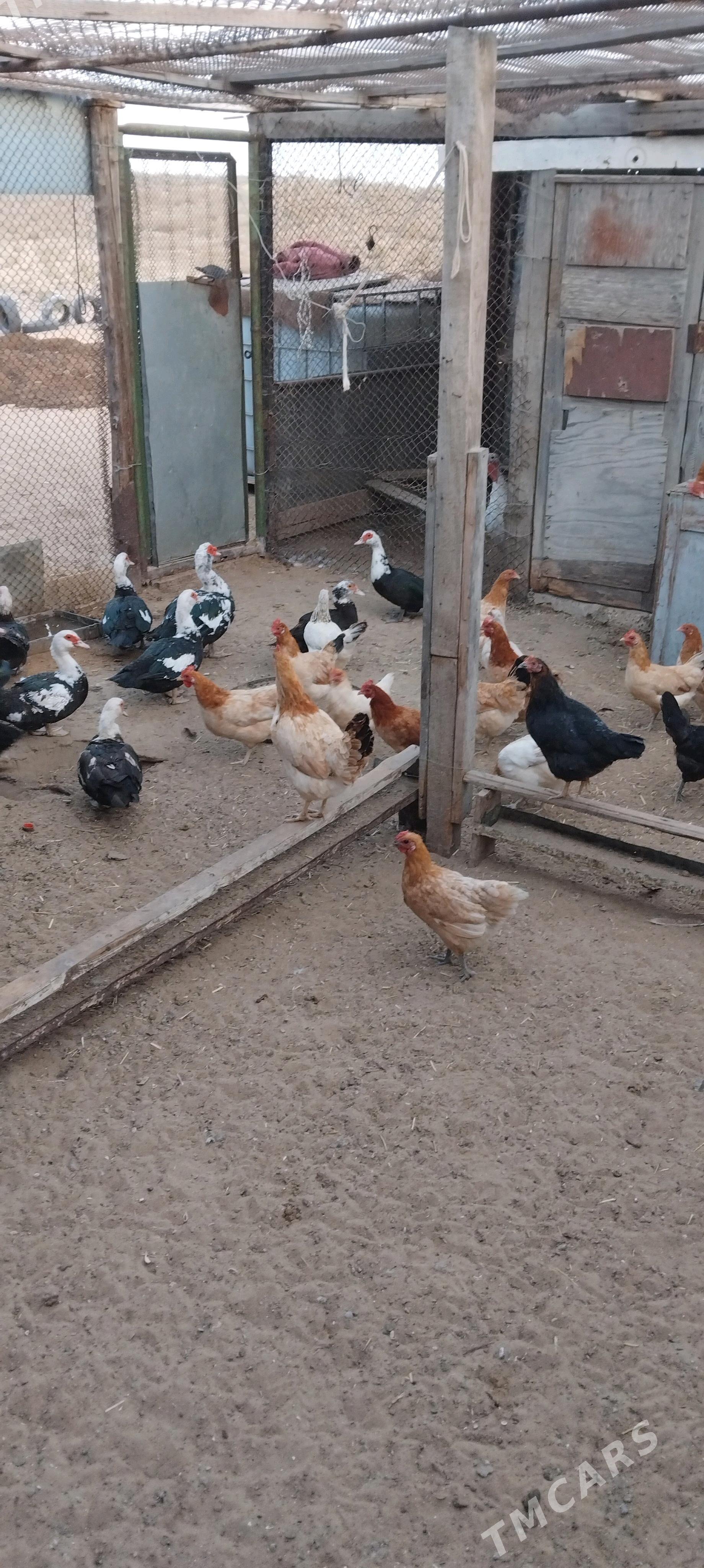 ordek towuk - Туркменбаши - img 1