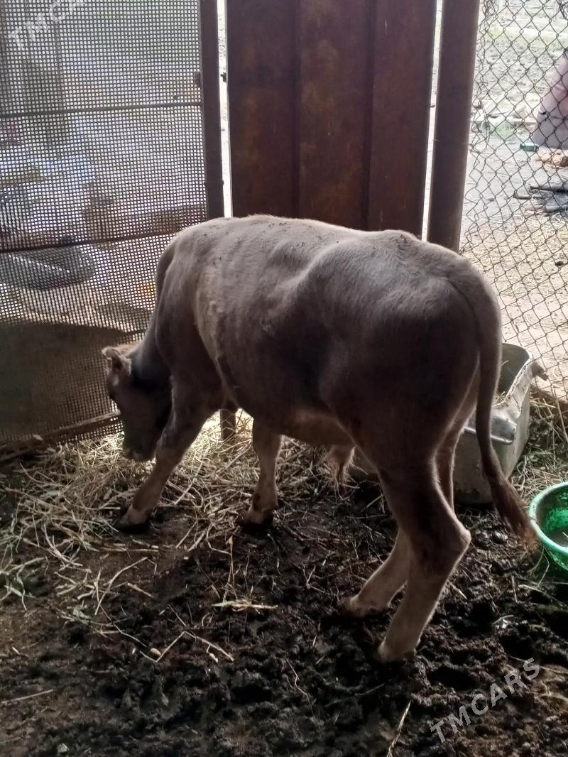 öküZ - Büzmeýin - img 2