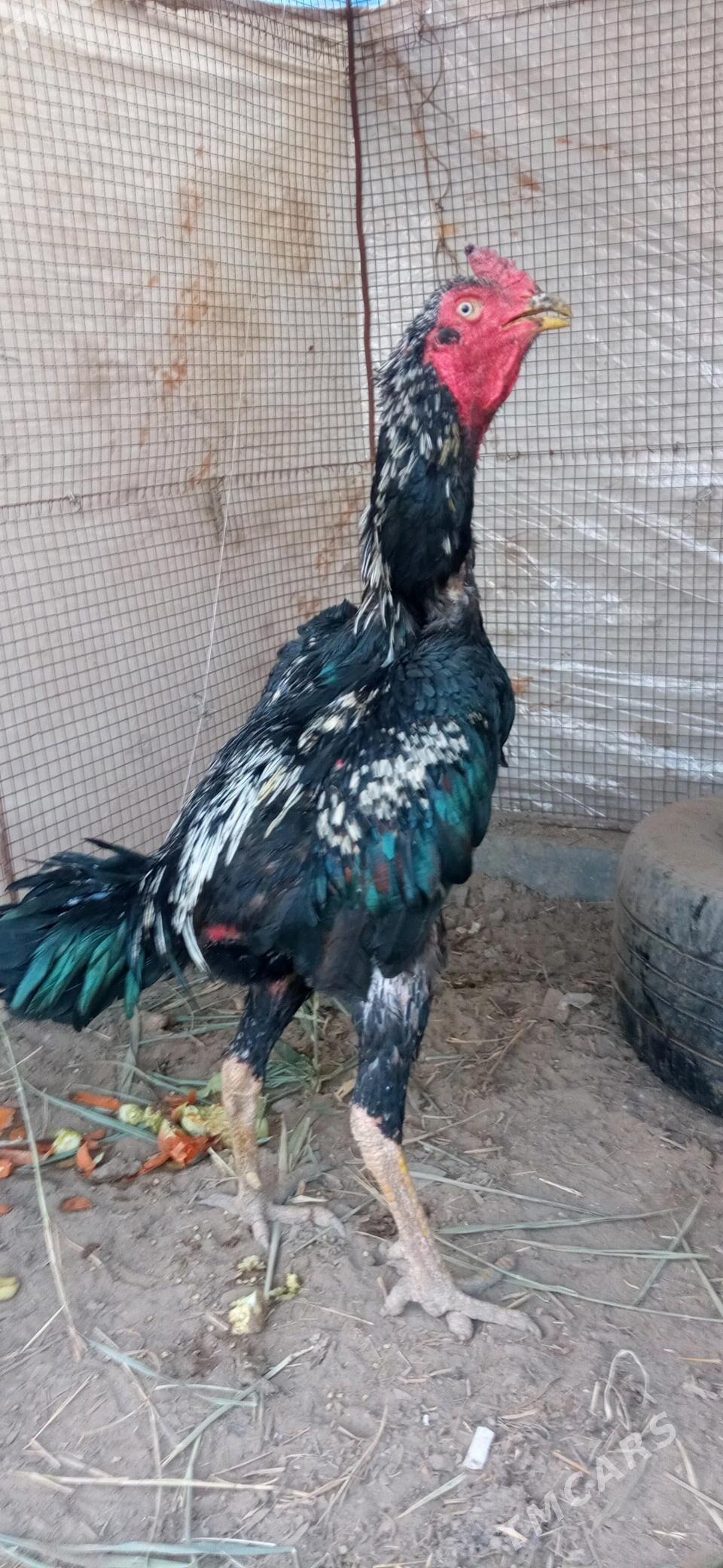 xораз - Çärjew - img 2