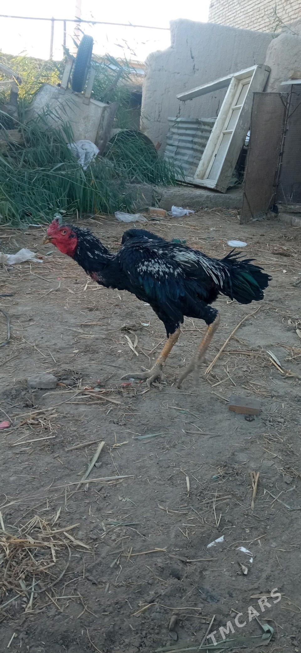 xораз - Çärjew - img 1