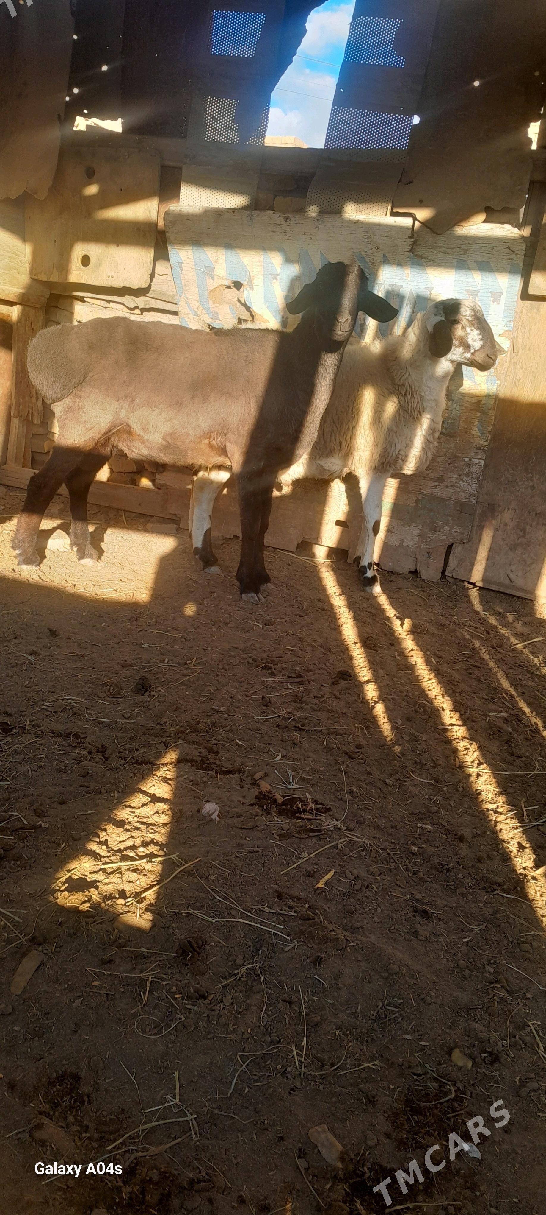 gisar koçkar - Туркменабат - img 1