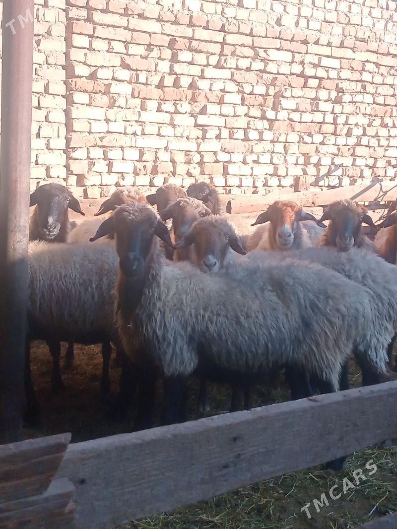 goýunlar - Кака - img 4