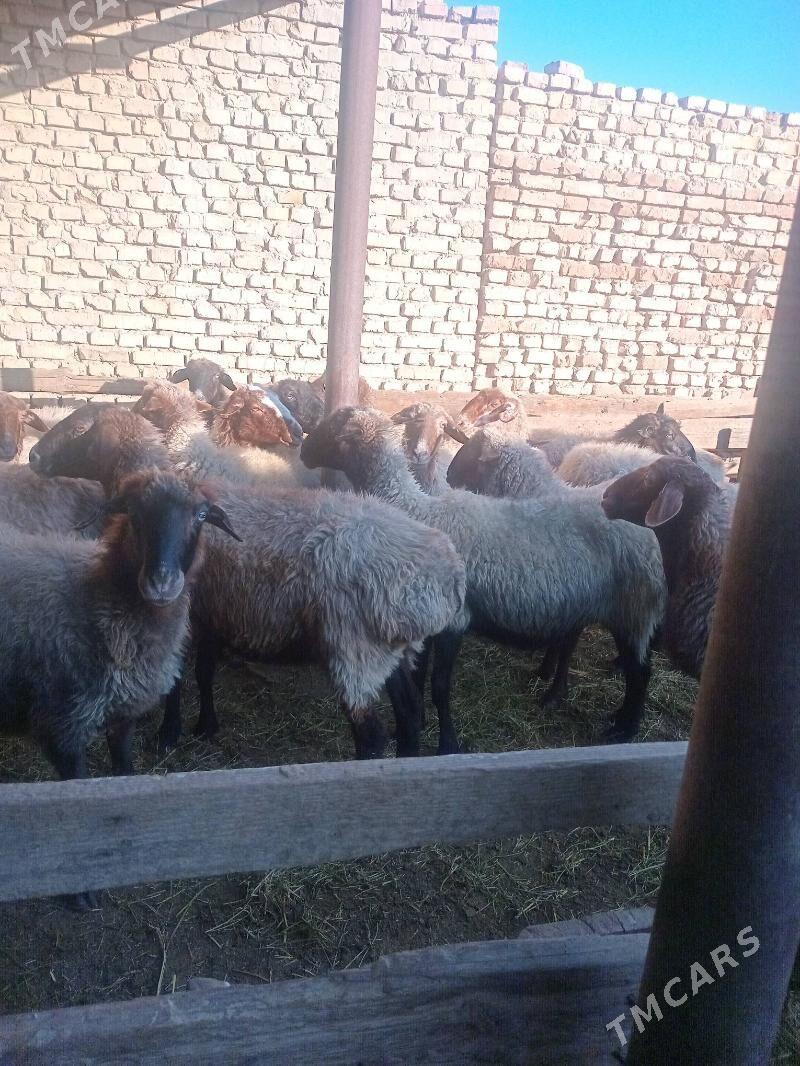 goýunlar - Кака - img 1