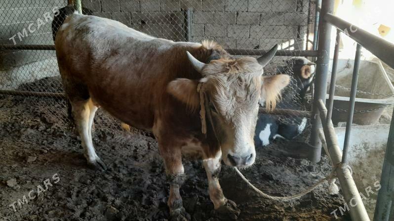 Okuz - Ak bugdaý etraby - img 3