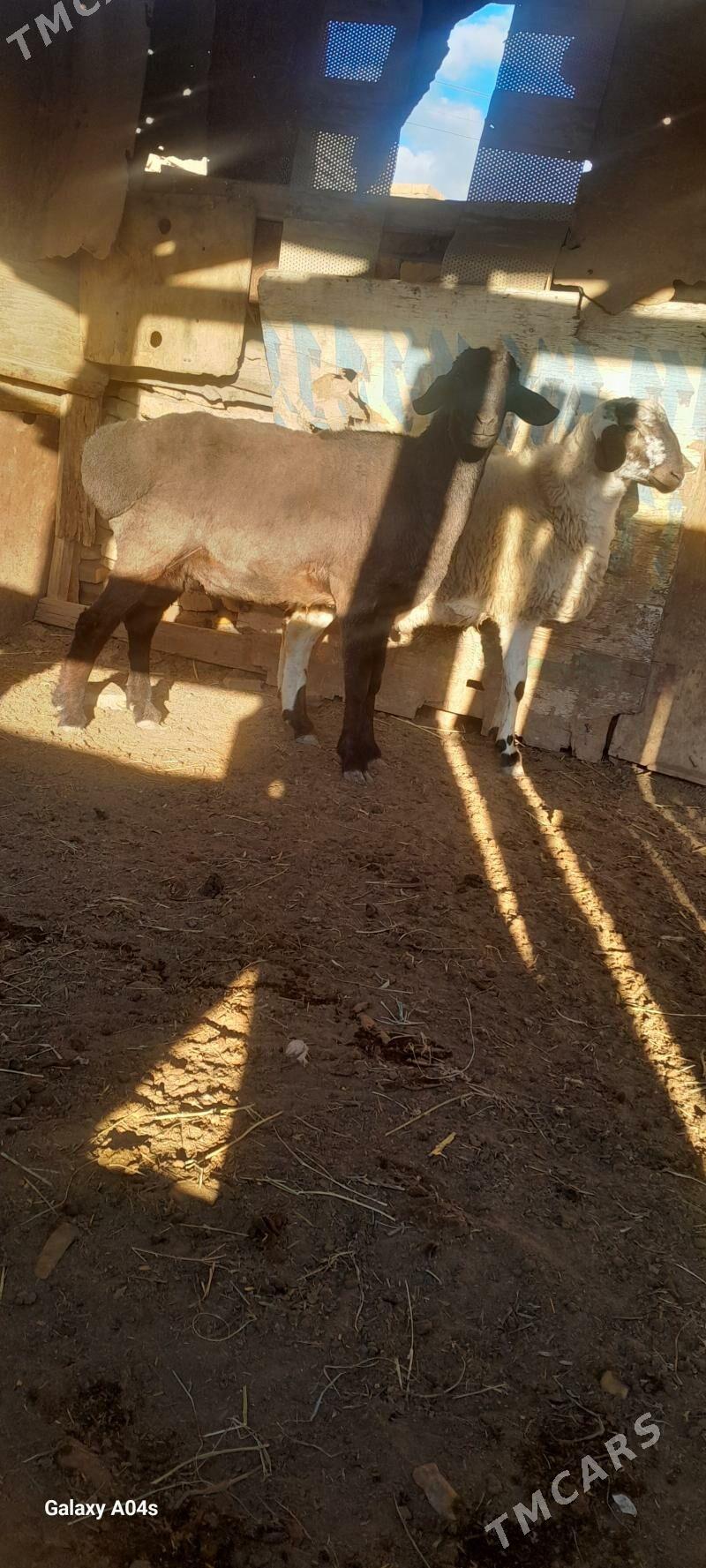 gisar koçkar - Туркменабат - img 3