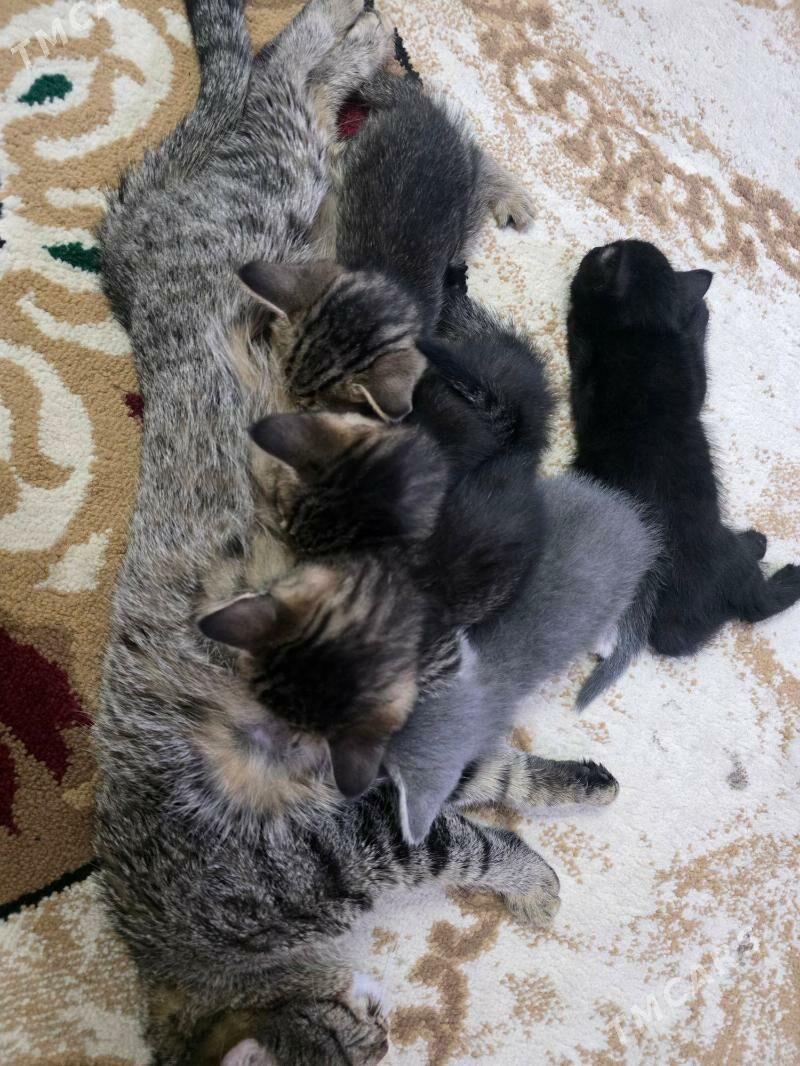 Pisijekler arasaja - Mary - img 3