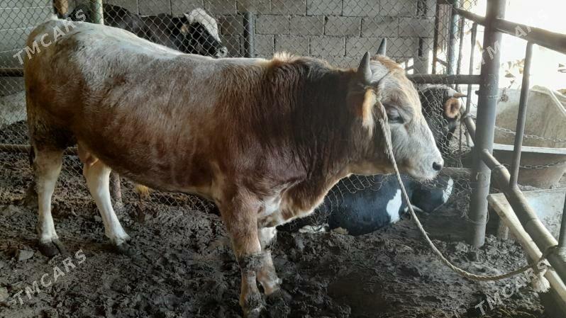 Okuz - Ak bugdaý etraby - img 4