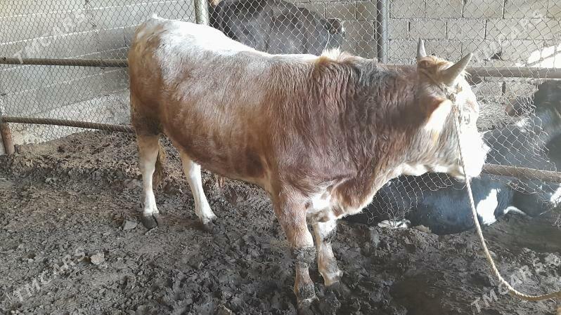 Okuz - Ak bugdaý etraby - img 1