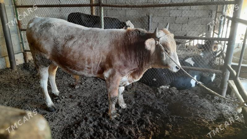 Okuz - Ak bugdaý etraby - img 2