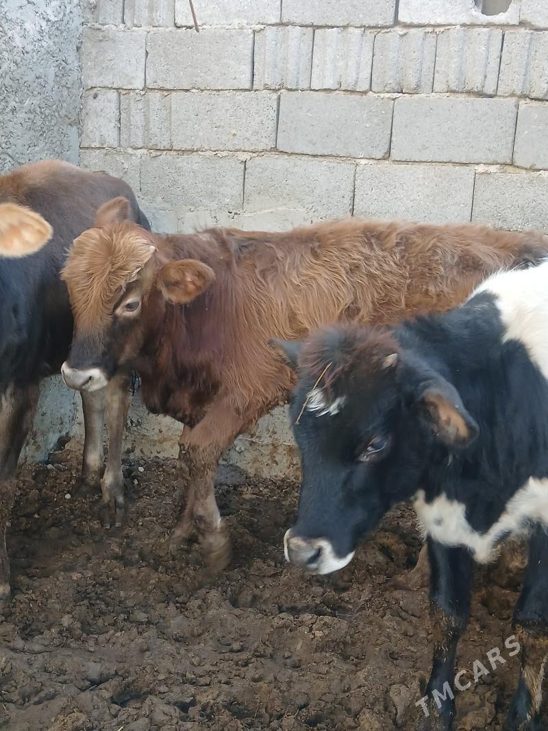 2 tuwe 1 okuz 3si bile - Büzmeýin - img 3