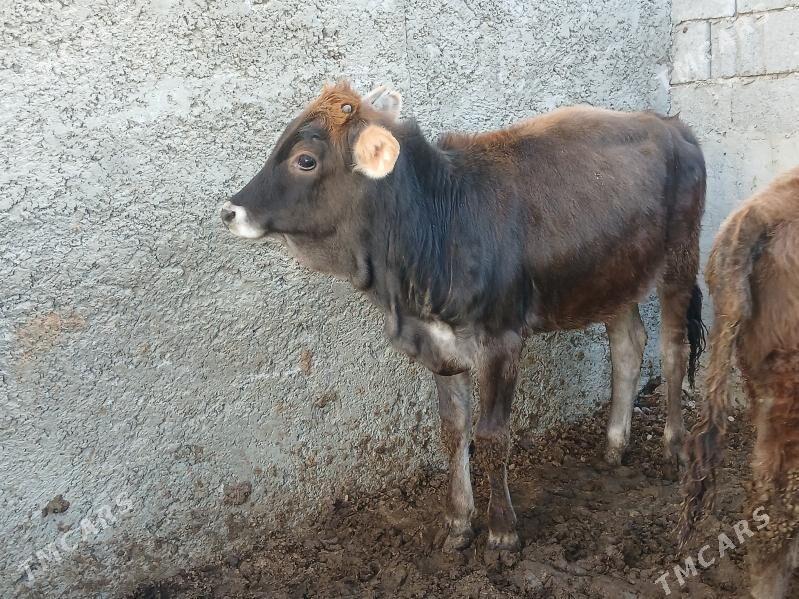 2 tuwe 1 okuz 3si bile - Büzmeýin - img 1