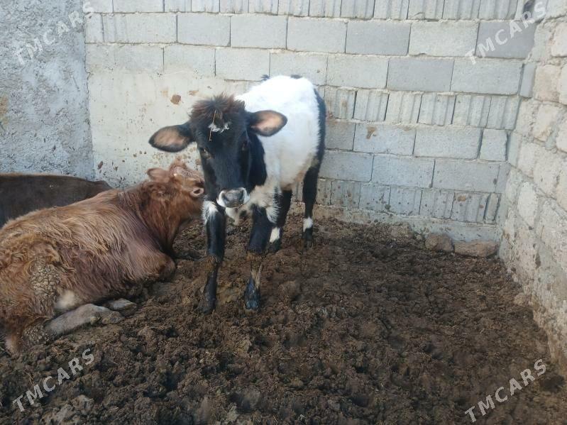 2 tuwe 1 okuz 3si bile - Büzmeýin - img 4