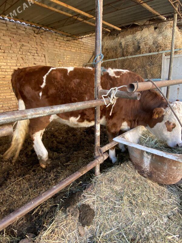 симинтал - Туркменабат - img 2