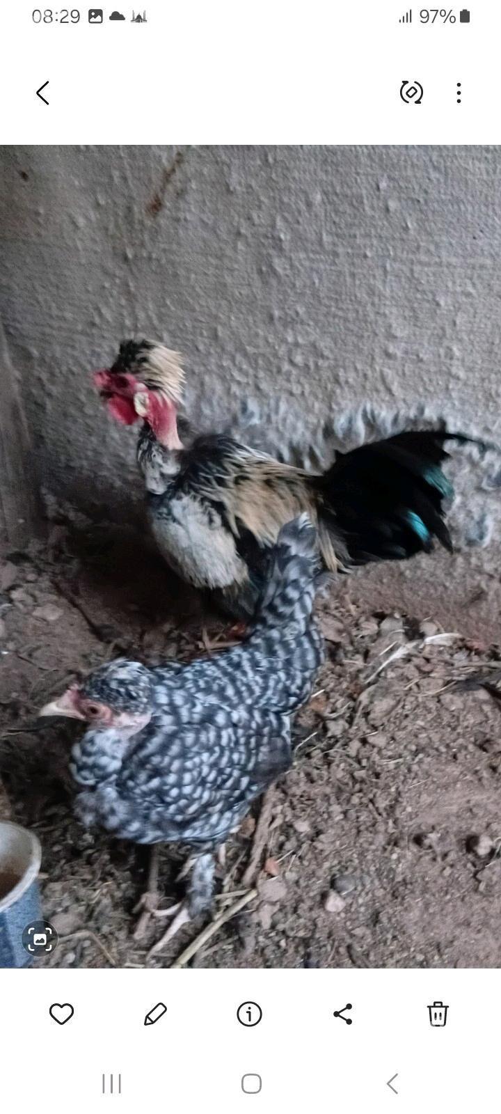 Karlik Galaşey Para - Ашхабад - img 3