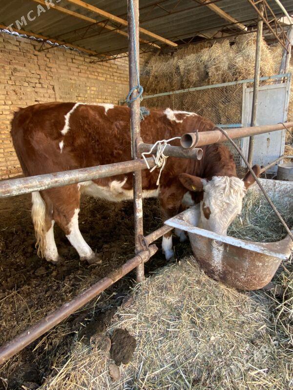 симинтал - Туркменабат - img 3