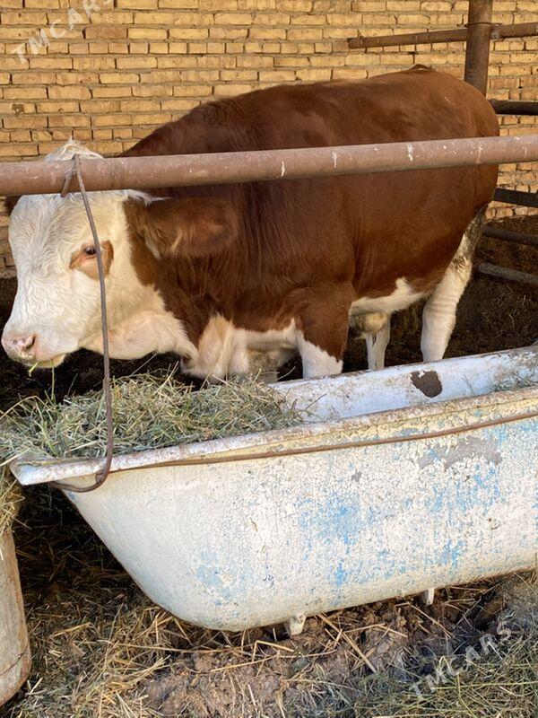 симинтал - Туркменабат - img 5