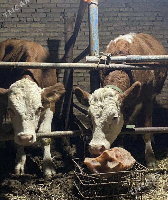 симинтал - Туркменабат - img 4